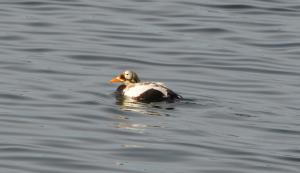 Summer, Spectacled Eider